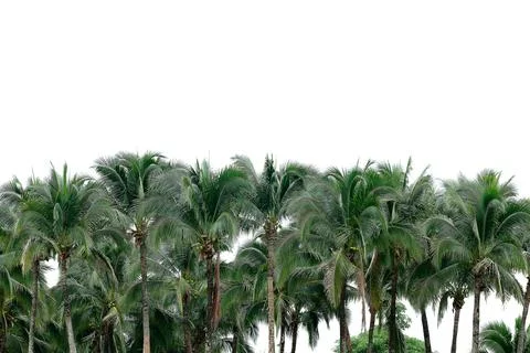 Coconut palm with white sky for pattern Foto stock