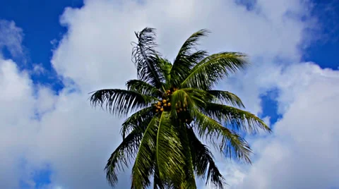Coconut palm on wind background sky Video stock 33702101