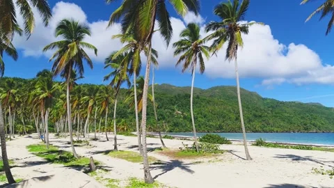 Coconut palms against a blue cloudy sky. Travel to tropical paradise. Stock Footage 234816848