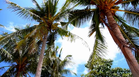 Coconut Palms against a Blue Sky on the Tropical Sunny Beach. Speed up. Vídeo Stock 39748050