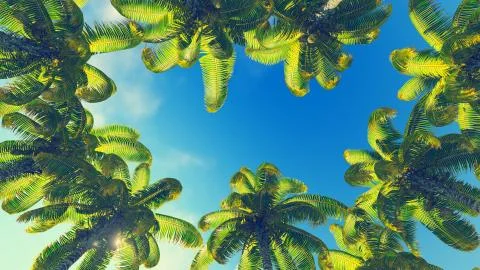 Coconut palms against blue sky Stock Illustration
