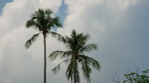 Coconut Palms Against Cloudy Sky. Time Lapse Stock Footage 63308114