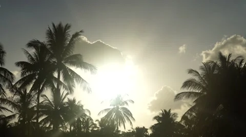 Coconut palms against in front of the setting sun sky. Time lapse Stock Footage 63178337