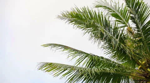 Coconut palms against the sky Stock Footage 24022341