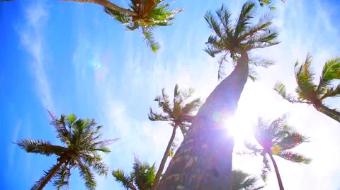Coconut palms against the sky Stock Footage 46512908