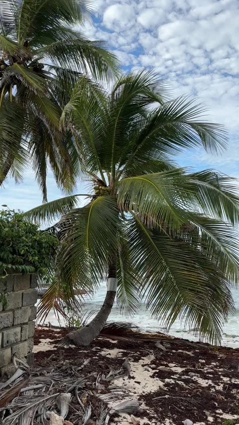 Coconut Palms and Atlantic Waves on Tropical Barbados Beach Stock-Footage 337109334