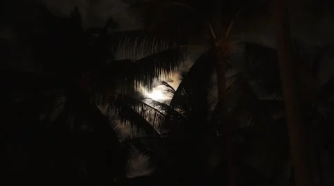 Coconut Palms and Bright Moon. Tropical Night. Speed up. Video stock 40338876