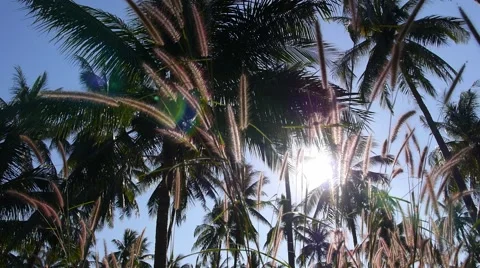 Coconut Palms and Grass against Blue Sunset Sky 스톡 동영상 52540661