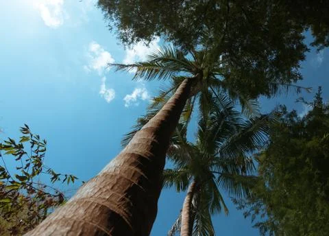 The coconut palms are high during the day time. Stock Photos
