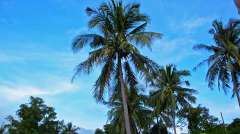 Coconut palms background sky Video stock 33313814