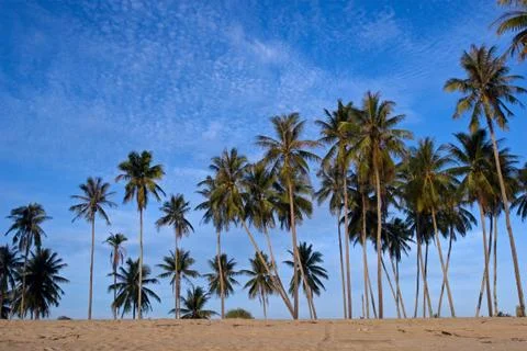 Coconut Palms on the Beach Stock Photos