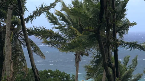Coconut palms bend above rough ocean as strong tropical storm wind arrives Stock Footage 345425152