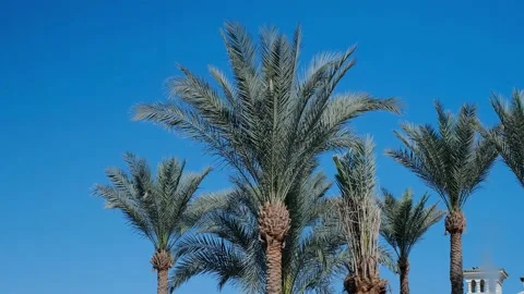 Coconut palms bottom view. Green palm against the blue sky. View of palm trees a Stock Footage 237448114