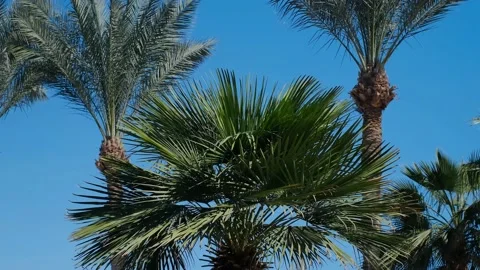 Coconut palms bottom view. Green palm against the blue sky. View of palm trees a 스톡 동영상 237449673