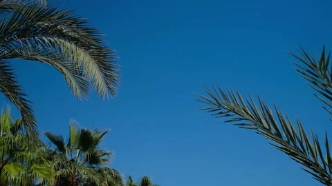 Coconut palms bottom view. Green palm against the blue sky. View of palm trees a 動画素材 237449729