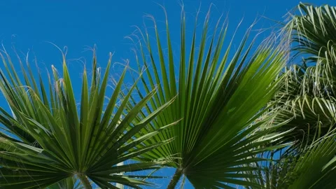 Coconut palms bottom view. Green palm against the blue sky. View of palm trees a 스톡 동영상 237449819