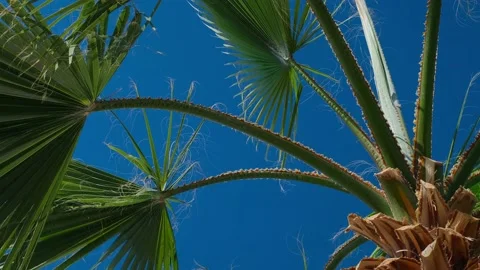 Coconut palms bottom view. Green palm against the blue sky. View of palm trees a 스톡 동영상 237449830