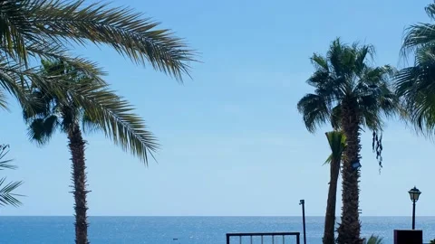 Coconut palms bottom view. Green palm against the blue sky. View of palm trees a Vídeo Stock 237449870