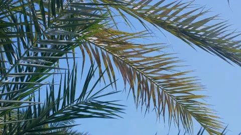 Coconut palms bottom view. Green palm against the blue sky. View of palm trees a 스톡 동영상 237449983