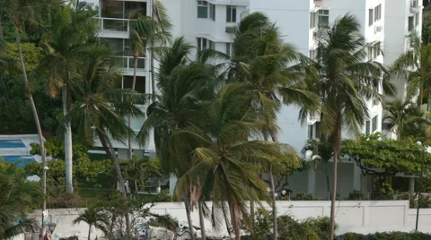 Coconut Palms With Buildings Stock Footage 6732112