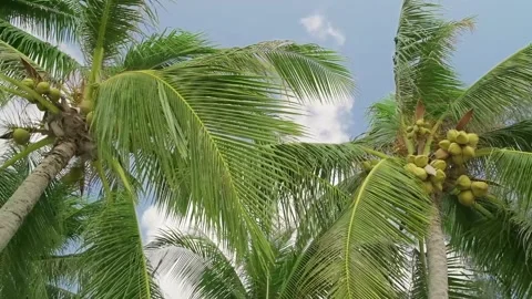 Coconut palms close-up on blue sky background 스톡 동영상 301421076