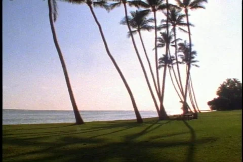 Coconut palms on deserted beach with backlight on Oahu in Hawaii Видео 868882