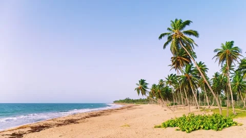 Coconut palms on an empty beach of a tropical island against the evening sky. Stock Footage 251628984