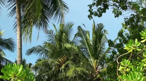Coconut palms Video stock 10785866