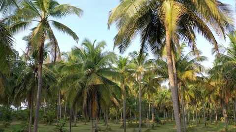 Coconut palms Stock Footage 122924331