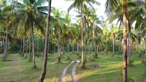 Coconut palms Stock Footage 123042212