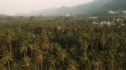 Coconut palms Stock Footage 236460260
