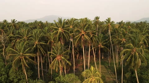 Coconut palms Stock Footage 236464255