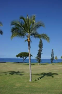 Coconut palms on golf course Stock Photos