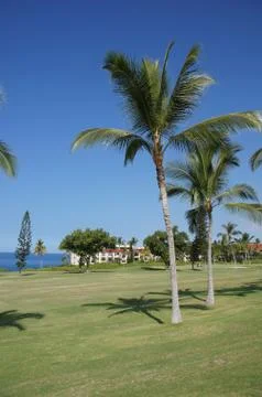 Coconut palms on golf course Stock Photos