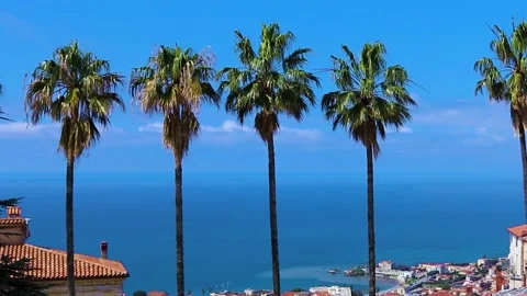 Coconut Palms. Green Palm Trees Against the Blue Sky and the Coast of Calabria. Stock Footage 236935587