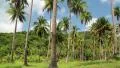 Coconut palms on the Koh Chang island in Thailand HD Footage