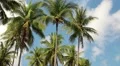 Coconut palms on the Koh Chang island, Thailand HD Footage