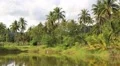Coconut palms near the lake, Koh Chang island, Thailand HD Footage