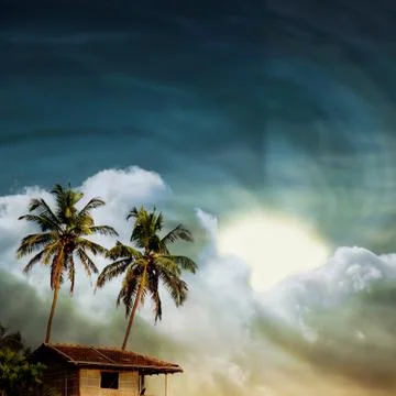 Coconut palms Stock Photos