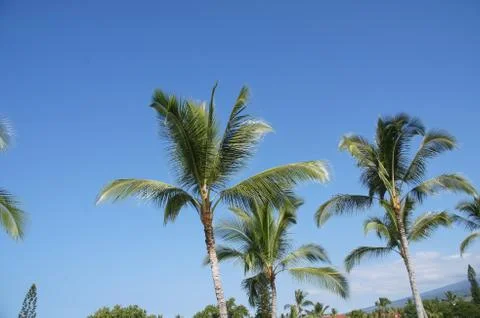 Coconut palms Stock Photos