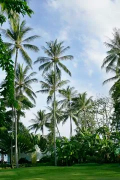 Coconut palms Stock Photos