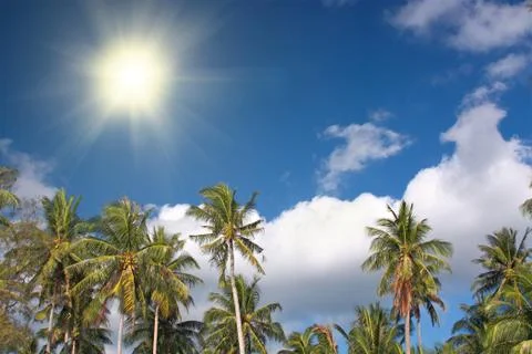 Coconut palms Stock Photos