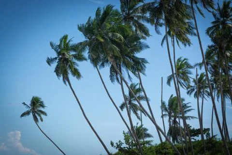 Coconut palms Stock Photos