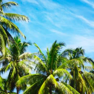Coconut Palms Stock Photos