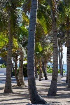 Coconut palms Stock Photos