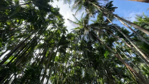 Coconut Palms Reaching Sky – Low Wide Perspective Shot 스톡 동영상 332553626