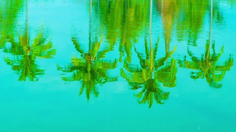 Coconut palms reflection in a pond Video stock 35424877