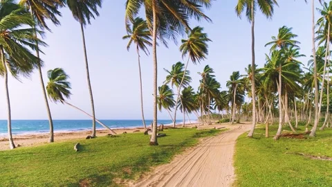 Coconut palms on the sandy beach of Thailand. Nature video. Stock Footage 252243340