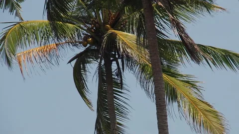 Coconut palms seen from below up on a sunny, windy day Stock Footage 153045561