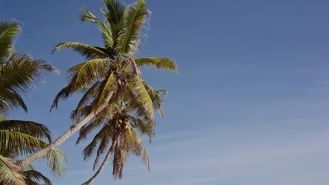 Coconut palms in Seychelles Stock Footage 93349623
